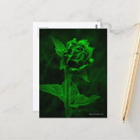 "Sunflower Bud"
