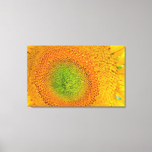 Sunflower canvas print