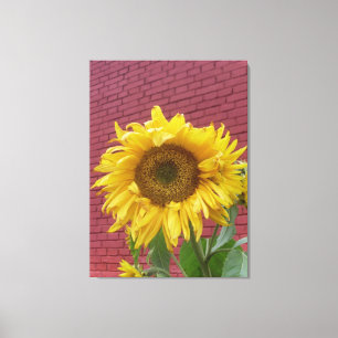 Sunflower Canvas Print