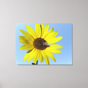 Sunflower Canvas Print