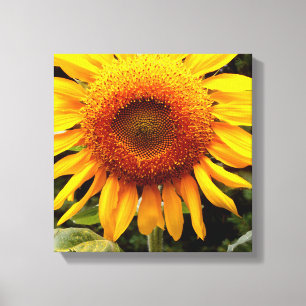 Sunflower Canvas Print