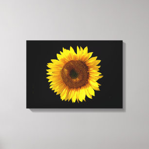 Sunflower Canvas Print