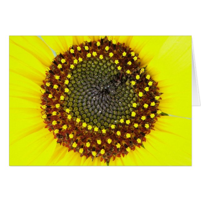 Sunflower card (Front Horizontal)