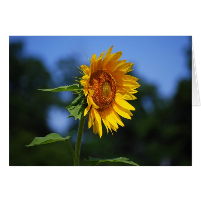Sunflower Card (Front Horizontal)