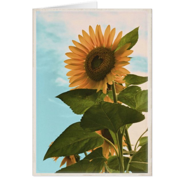 Sunflower Card - Blank (Front)