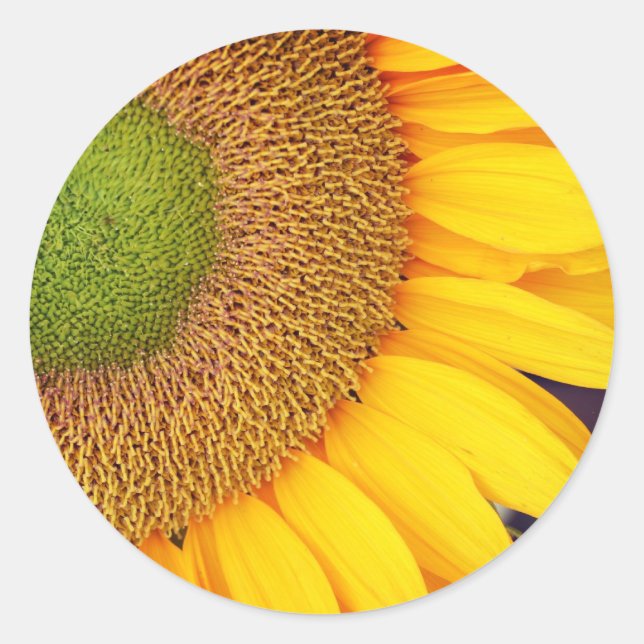 Sunflower Centre And Petals Floral Classic Round Sticker (Front)