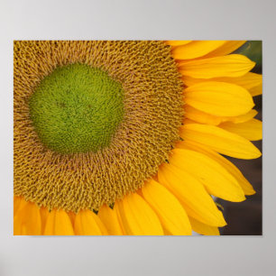 Sunflower Centre And Petals Up Close Poster