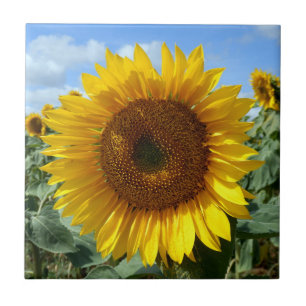 Sunflower Ceramic Photo Tile