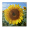 Sunflower Ceramic Photo Tile