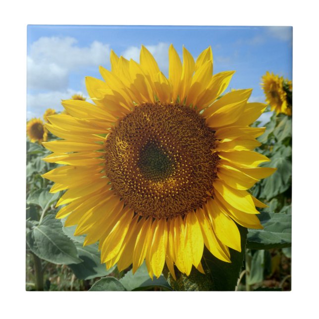 Sunflower Ceramic Photo Tile (Front)