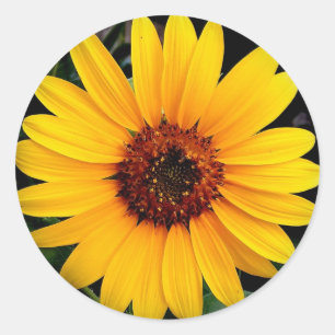 Sunflower Classic Round Sticker