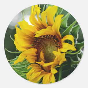 Sunflower Classic Round Sticker