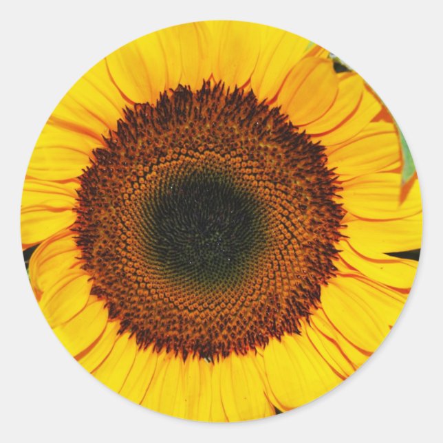 sunflower classic round sticker (Front)