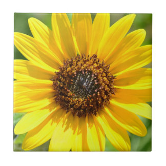 Sunflower Close Up tile