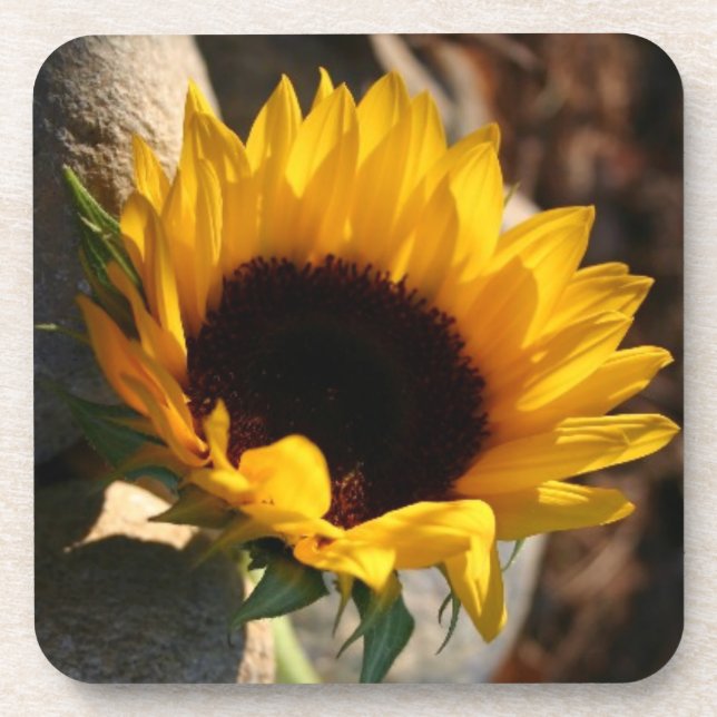 Sunflower Coaster (Front)
