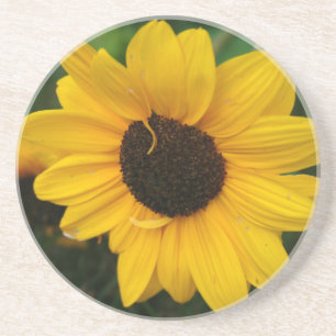 Sunflower Coaster