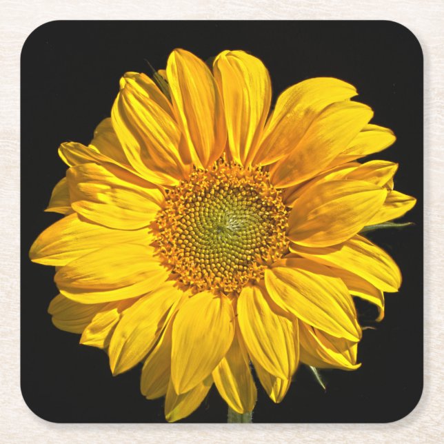 Sunflower coastercna square paper coaster (Front)