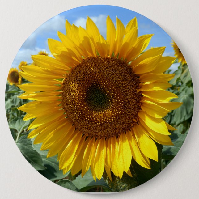Sunflower Colossal Round Badge (Front)