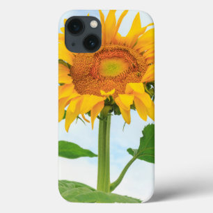 Sunflower, community garden, Moses Lake, WA, USA iPhone 13 Case