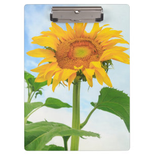 Sunflower, community garden, Moses Lake, WA, USA Clipboard