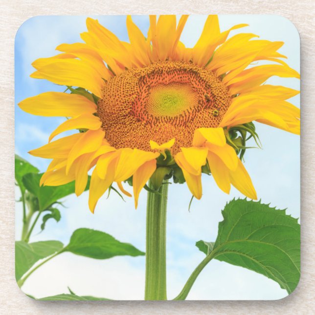 Sunflower, community garden, Moses Lake, WA, USA Coaster (Front)