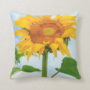 Sunflower, community garden, Moses Lake, WA, USA Cushion
