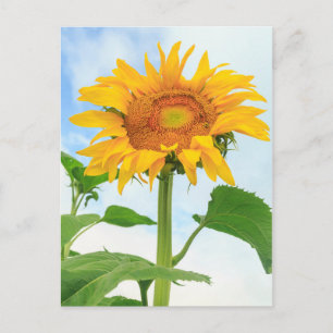 Sunflower, community garden, Moses Lake, WA, USA Postcard