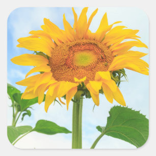 Sunflower, community garden, Moses Lake, WA, USA Square Sticker