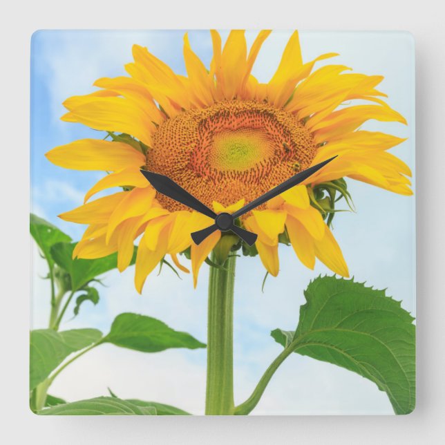 Sunflower, community garden, Moses Lake, WA, USA Square Wall Clock (Front)