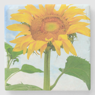 Sunflower, community garden, Moses Lake, WA, USA Stone Coaster