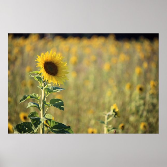 Sunflower Day Poster (Front)