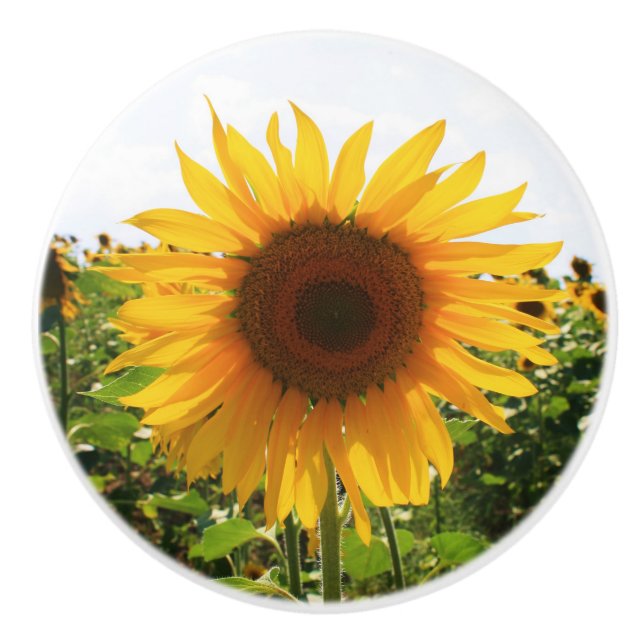 Sunflower Drawer Pull (Front)