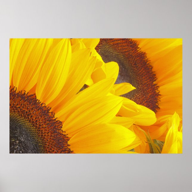 Sunflower Duet Poster (Front)