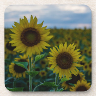 Sunflower Duo Close Up Coaster