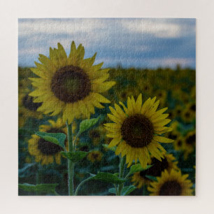 Sunflower Duo Close Up Jigsaw Puzzle