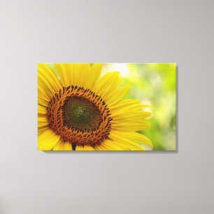 Sunflower facing the sun Wrapped Canvas