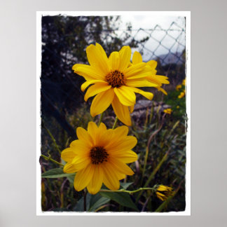 Sunflower Fence Print
