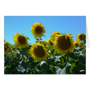 Sunflower Fest -- Card
