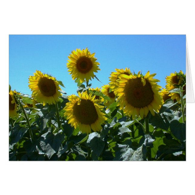 Sunflower Fest -- Card (Front Horizontal)