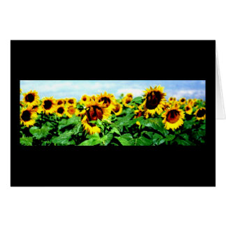 Sunflower field
