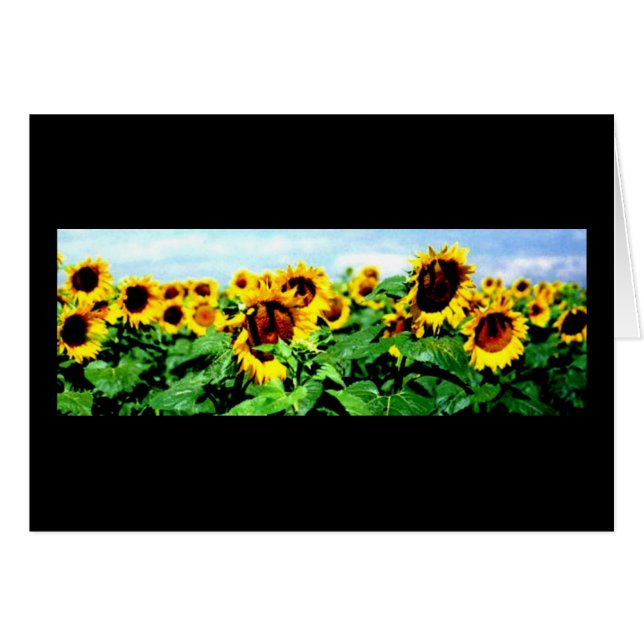 Sunflower field (Front Horizontal)