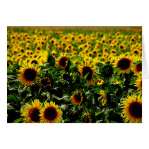 Sunflower field