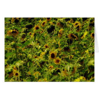 Sunflower field