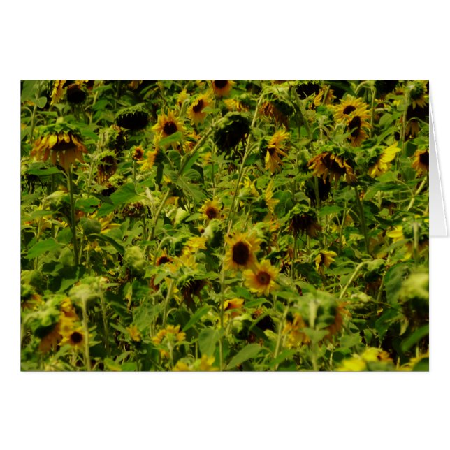 Sunflower field (Front Horizontal)