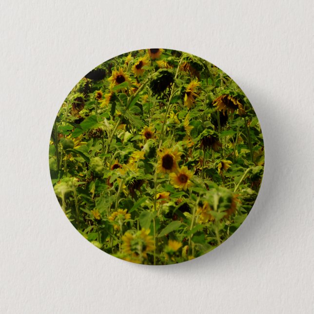 Sunflower field 6 cm round badge (Front)