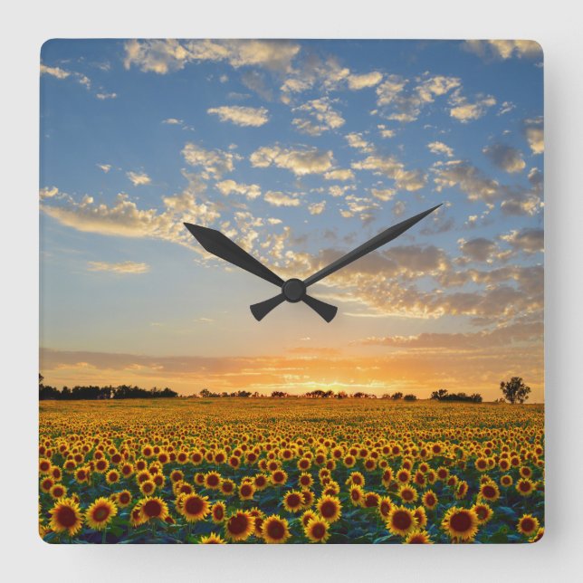 Sunflower Field at Sunset Square Wall Clock (Front)