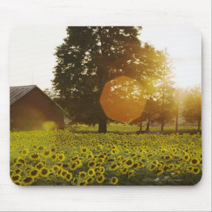 Sunflower Field At Sunset With A Barn Mouse Pad