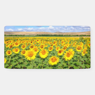 Sunflower field banner