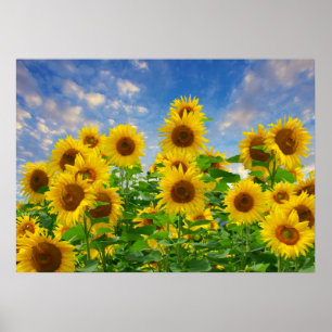 Sunflower Field, beautiful flowers, Poster