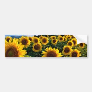 Sunflower Field Bumper Sticker